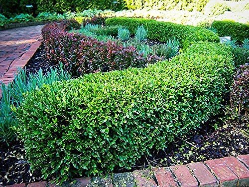 Japanese Boxwood | Large Live Gallon Size Plants | Buxus Microphylla | Formal Evergreen Low Maintenance Hedge Shrub