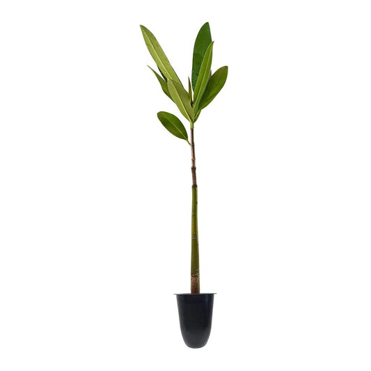 Red Mangrove Seedling | Rhizophora Mangle | Large Live Plants | Saltwater Aquarium Reef Filtration Aquatic Foliage | Shoreline Restoration & Protection