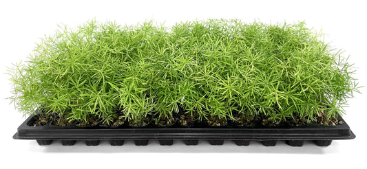 Fern Sprengeri | Live Plants | Asparagus Densiflorus | Evergreen Ornamental Fern | Lush Green Foliage for Hanging Baskets & Borders