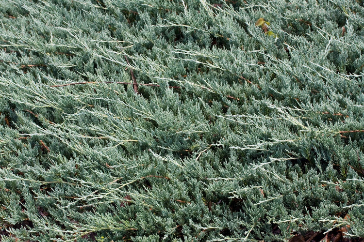 Juniper Bar Harbor | Live Plants | Juniperus Horizontalis | Drought Tolerant Cold Hardy Evergreen Ground Cover