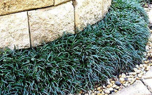 Dwarf Mondo Grass | Large Quart Size Plants | Ophiopogon Japonicus Nanus | Live Shade Loving Evergreen Ground Cover