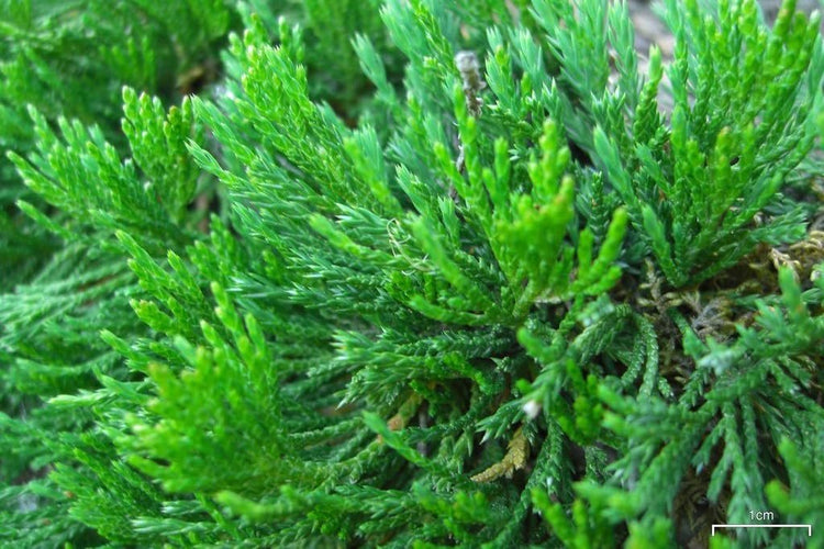 Bar Harbor Juniper | Extra Large 3 Gallon Plants | Live Premium Evergreen Shrub for Landscaping, Low Maintenance Ground Cover, Drought Tolerant