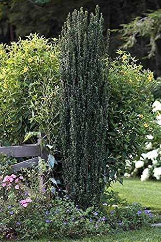 Sky Pencil Japanese Holly | Live Gallon Size Plants | Ilex Crenata | Low Maintenance Formal Evergreen Hedge