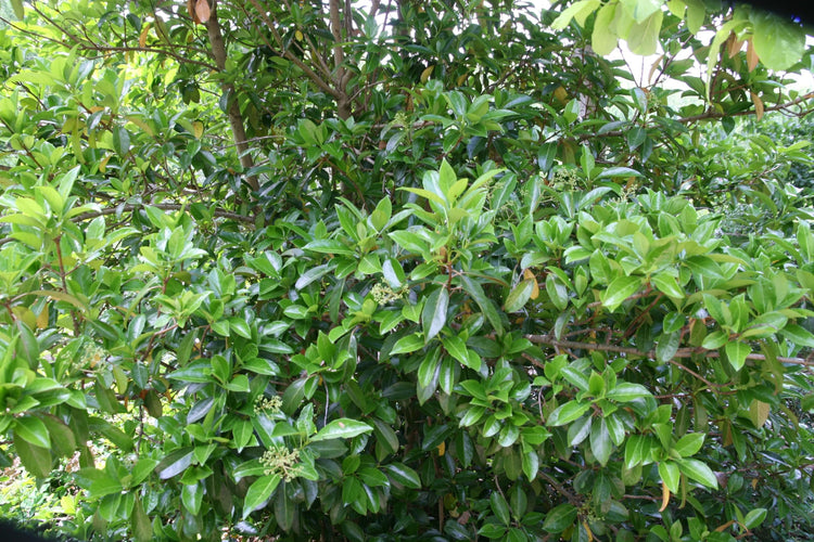 Viburnum Odoratissimum | Extra Large 3 Gallon Plant | Sweet Viburnum | Fast|Growing Privacy Hedge | Fragrant Flowers