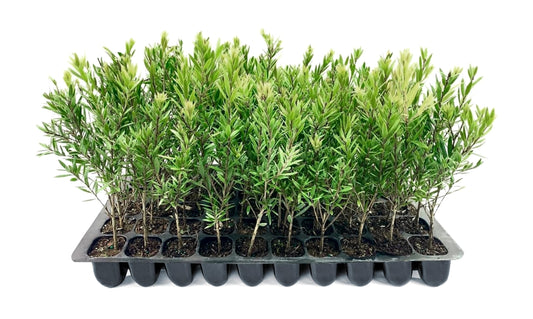 Bottlebrush Red Cluster Tree I Live Plants I Callistemon Citrinus Red Cluster I Vibrant Red Blooms, Fast|Growing, Drought|Tolerant Outdoor Plant, Ideal for Gardens