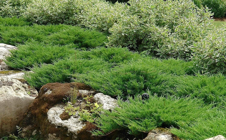 Juniper Andorra Compacta | Live 4 Inch Pot | Juniperus horizontalis ëAndorra Compactaí | Low|Growing Evergreen Ground Cover | Drought|Tolerant Landscaping Plants