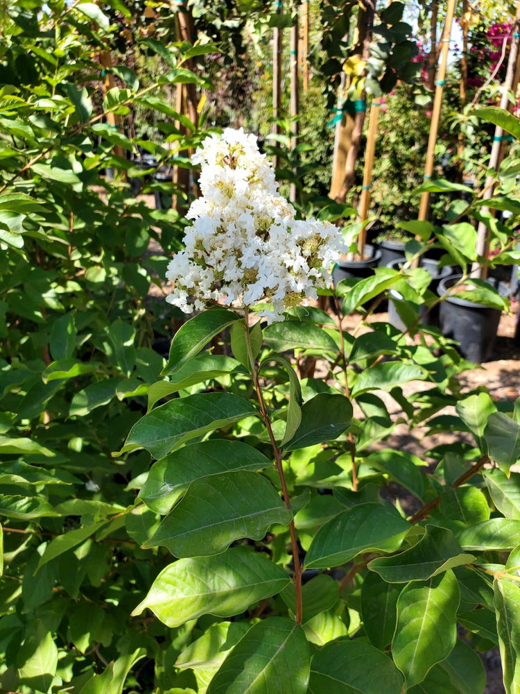 Crape Myrtle Natchez Plant | Large Gallon Size Pot | Lagerstroemia Indica | Ornamental Garden Flowering Tree | White Blooms