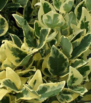 Ligustrum Jack Frost | Extra Large 3 Gallon Plants | Variegated Foliage | Ideal for Hedges and Borders | Decorative Outdoor Shrub