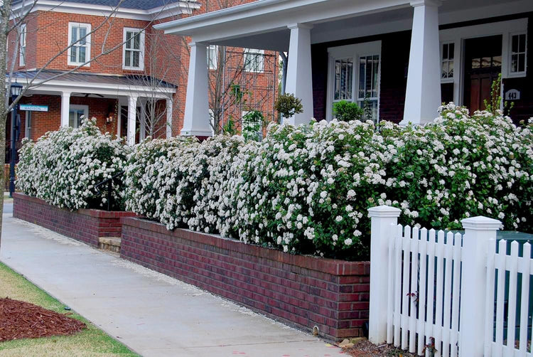 Viburnum Spring Bouquet | Live Plants | Viburnum tinus | Evergreen Flowering Shrub | Compact Ornamental Hedge for Landscaping