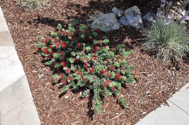 Little John Dwarf Bottlebrush | Large Gallon Size Plant | Callistemon Compact Heavy Blooming Shrub