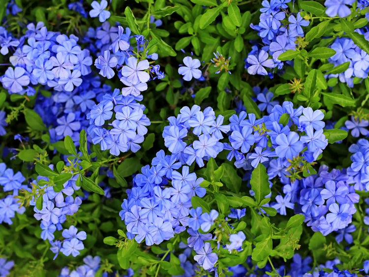 Plumbago Imperial Blue | Extra Large 3 Gallon Plants | Plumbago auriculata | Flowering Shrub | Drought Tolerant