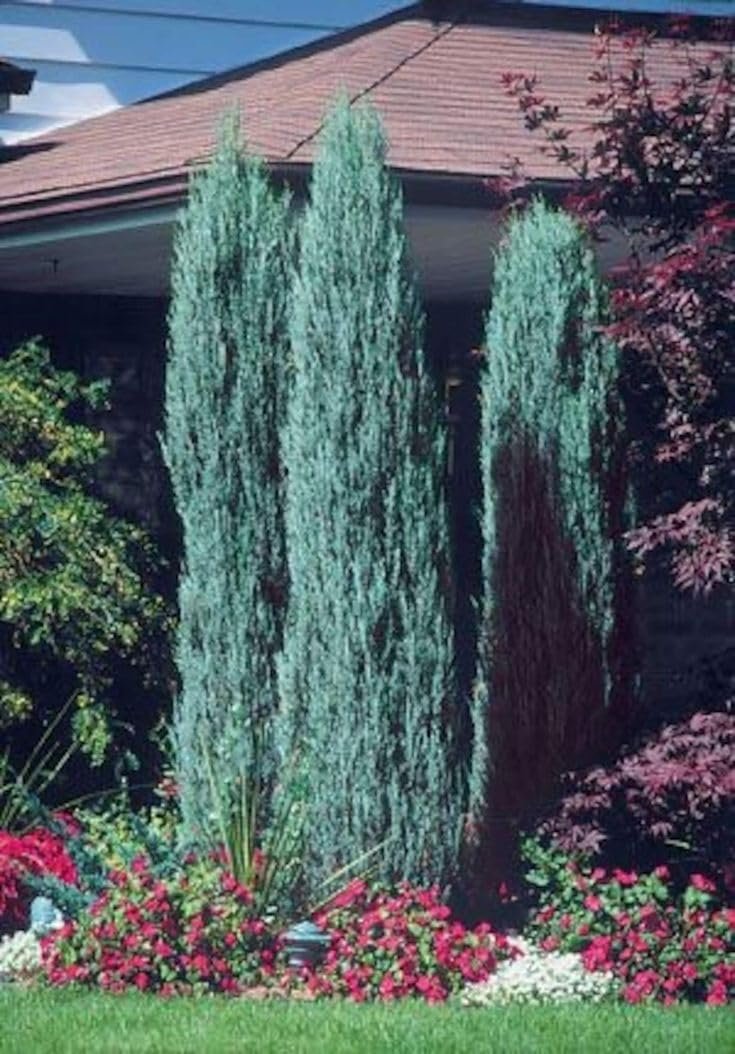 Blue Arrow Juniper | Extra Large 3 Gallon Plant | Juniperus Scopulorum | Privacy Hedge | Upright Conifer | Durable Outdoor Plant | Landscape Enhancement