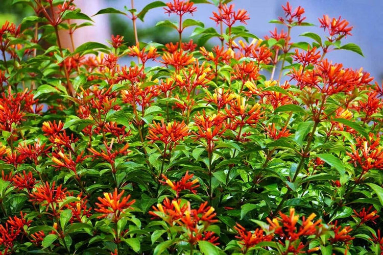 Firebush Dwarf I Live Plants I Hamelia Patens Compactal Vibrant Red|Orange Blooms, Low|Maintenance, Heat|Tolerant, Perfect for Small Gardens and Containers
