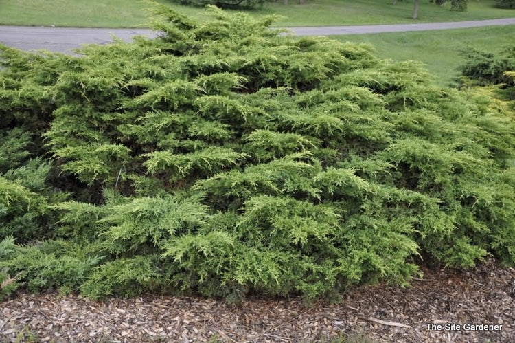 Gold Star Juniper | Live Gallon Size Plant | Perfect for Landscaping, Low Maintenance Evergreen, Ideal for Garden Decoration, Hardy Outdoor Plant