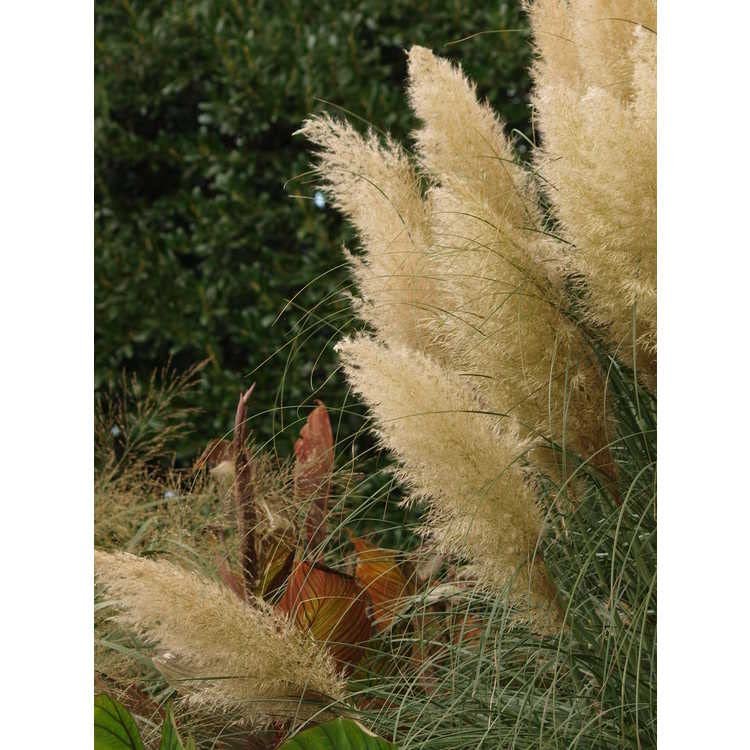 Pampas Grass Blue Bayou | Live Plants | Cortaderia Selloana | Dwarf Low Maintenance Drought Tolerant Ornamental Grass