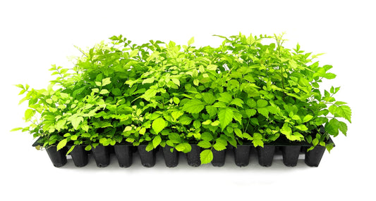 Cape Honeysuckle | Live Plants | Tecomaria Capensis | Birds & Butterfly Attracting Versatile Shrub