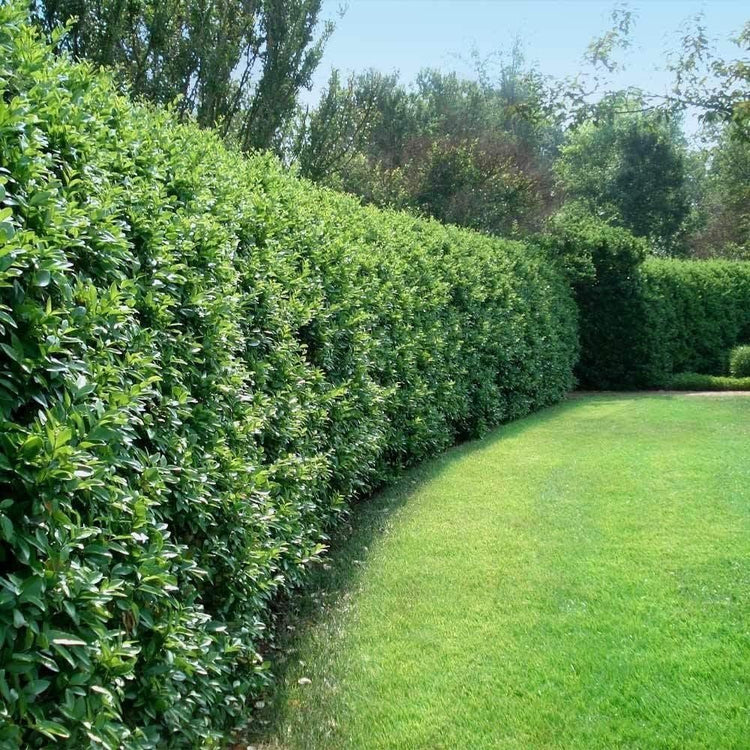 Ligustrum Recurvifolia | Extra Large 3 Gallon Plants | Ligustrum sinense 'Recurvifolium' | Lush Green Privacy Hedge | Ideal for Landscaping | Vibrant Garden Shrub