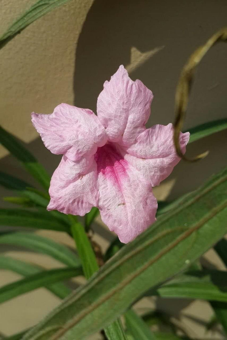 Mexican Petunia Pink | Live Plants | Ruellia Brittoniana | Pink Flowering Landscape Pollinator | Heat Tolerant Groundcover | Outdoor Perennial for Gardens Borders Walkways Containers