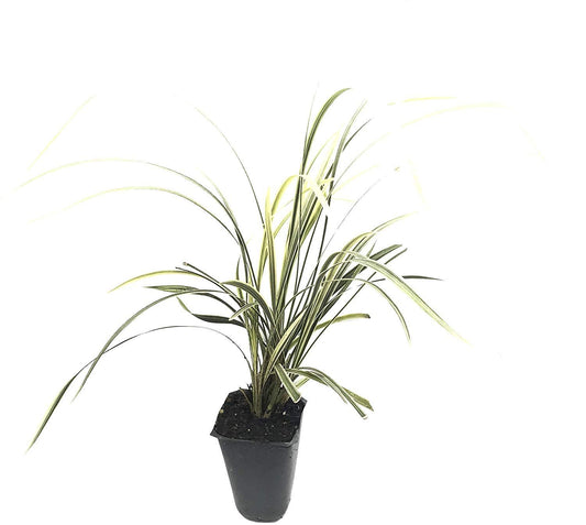 Aztec Grass | Live Plants | Variegated Liriope | Ophiopogon Intermedius Argenteomarginatus