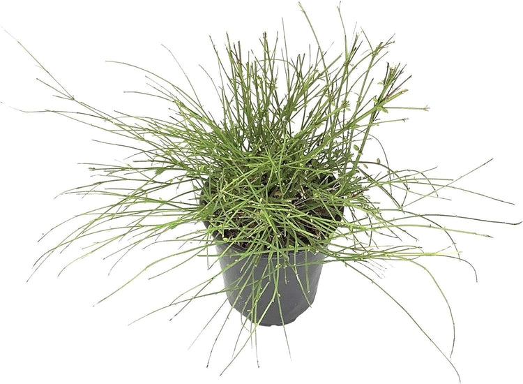 Firecracker Plant I Large Gallon Size Plants I Russelia Equisetiformis I Vibrant Red Tubular Flowers, Hummingbird Attracting, Heat|Tolerant, Perfect for Borders and Containers