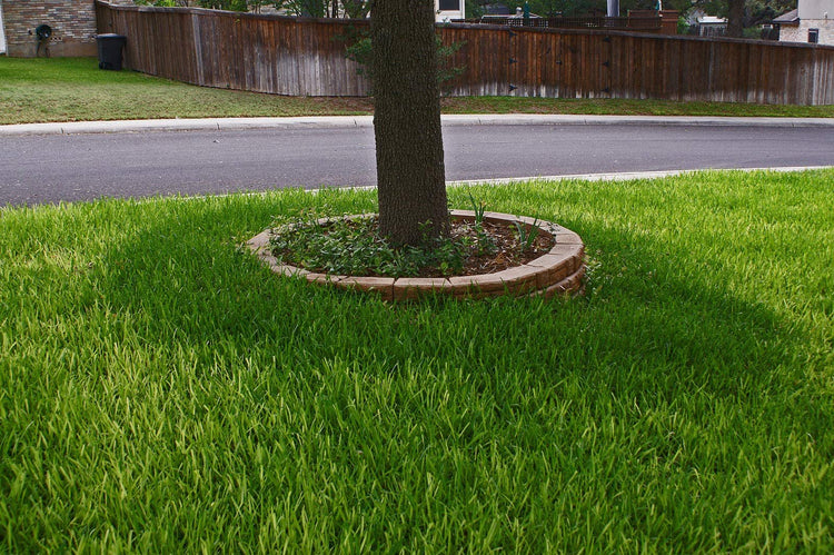 St. Augustine 'Floratam' Inch Sod Plugs | 36 Extra Large Live Plugs | Drought, Salt and Shade Tolerant Turf Grass