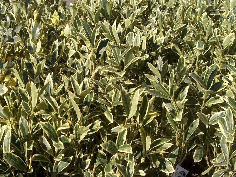 Ligustrum Japonicum Jack Frost Privet | Large Gallon Size Plants I Live Variegated, Fast|Growing, Evergreen Shrub for Stunning Ornamental Landscaping, Ideal for Privacy Hedges