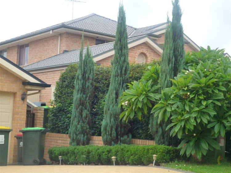 Skyrocket Juniper | Live 2" Pots | Juniperus Scopulorum | Upright Evergreen Trees