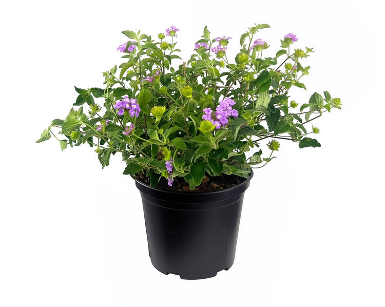 Lantana Purple | Large Gallon Size Plant | Lantana montevidensis | Purple Flowers | Outdoor Landscapes | Heat Tolerant Groundcover | Containers Slopes Borders Pathways Garden Beds