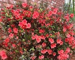 Azalea Fashion | Extra Large 3 Gallon Plants | Vibrant, Healthy, & Blooming, Perfect for Indoor/Outdoor Decor, Easy|Care Flowering Shrub, Ideal Gift for Garden Enthusiasts
