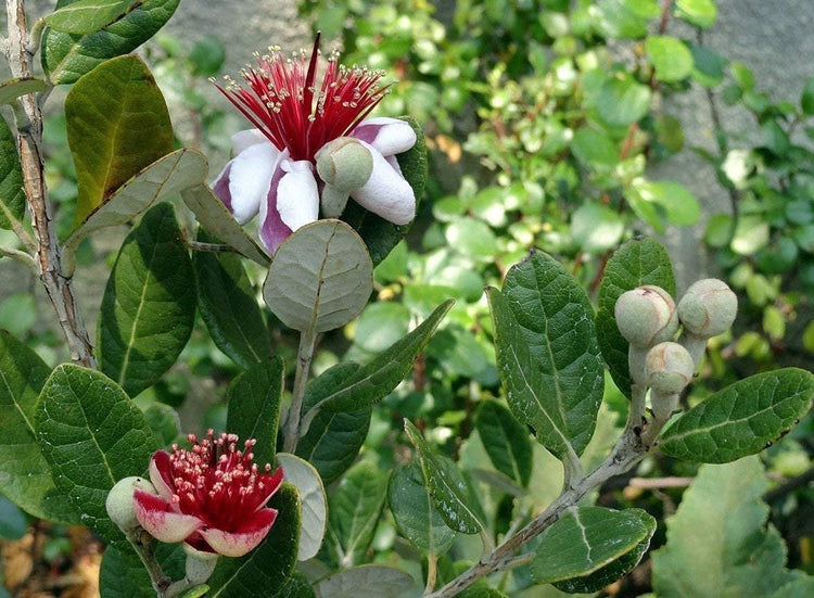 Pineapple Guava Plant | Live 4 Inch Plants | Feijoa Sellowiana | Edible Flowers and Fruit