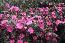 Camellia Sasanqua Shi|Shi I Extra Large 3 Gallon Plants | Pink Flowering Live Plant for Outdoor & Indoor Gardens, Compact Elegant Flowering Shrub for Vibrant Landscaping