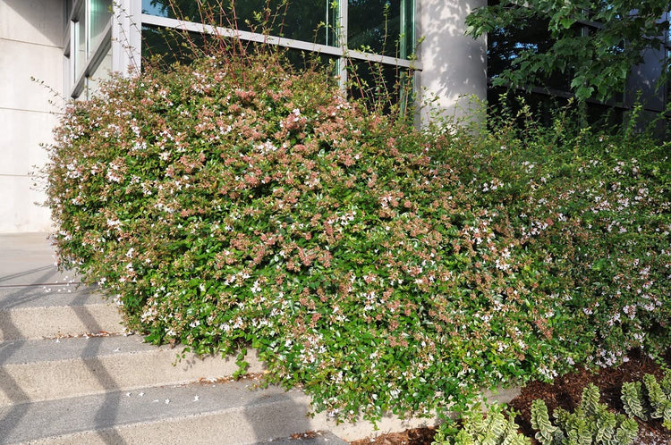 Abelia Grandiflora Edward Goucher | Large Gallon Size Plant | Flowering Butterfly Attracting Shrub
