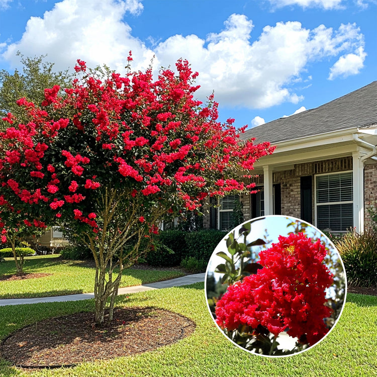 Crape Myrtle Red Rocket | Live Plants | Vivid Scarlet Blooms, Live Plant, Striking Ornamental Shrub for Vibrant Garden Displays