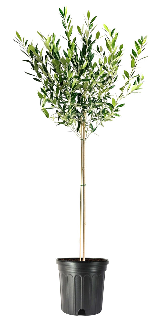 Arbequina Olive Tree | Live Gallon Size Pots | Grow Your Own Olives Indoors