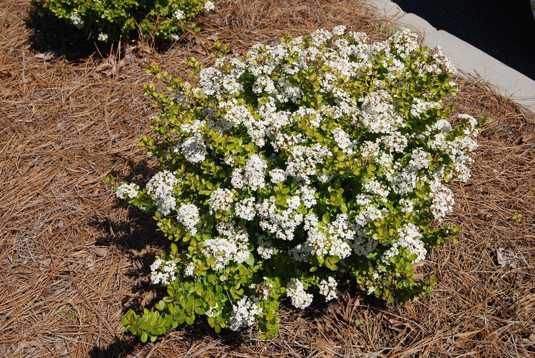 Viburnum Mrs. Schiller's Delight I Large Gallon Size Plant | Live Plants I Dwarf Obovatum I Evergreen Shrub with Fragrant White Blooms, Ideal for Hedges, Borders