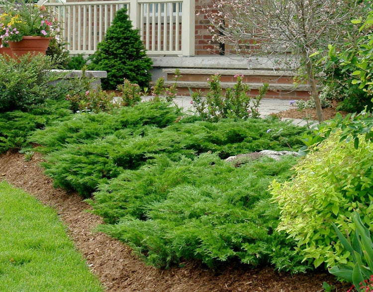 Juniper Calgary Carpet | Live 4 Inch Pot | Juniperus Sabina Monna | Evergreen Ground Cover Plants | Low|Maintenance Landscaping Shrub