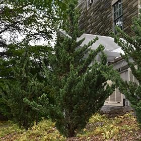 Robusta Green Juniper | Extra Large 3 Gallon Plants | Hardy Evergreen Shrub for Landscapes & Gardens, Ideal for Ground Cover, Topiary, Bonsai, Low Maintenance, Drought Tolerant