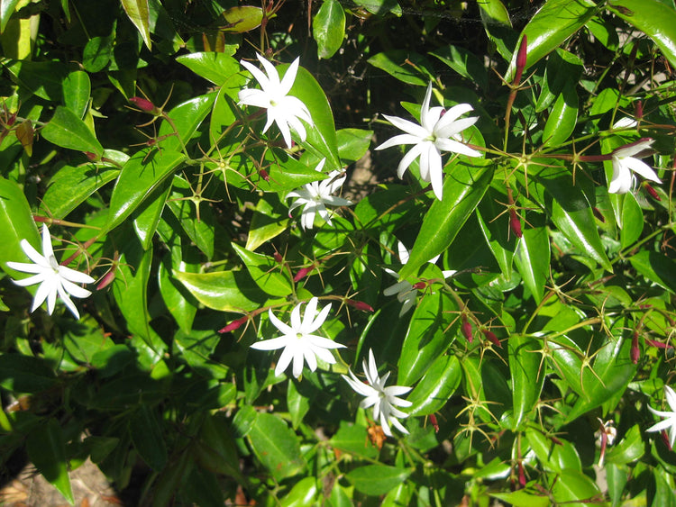Star Jasmine | Live Plants | Jasminum Nitidum | Fragrant Blooming Evergreen Vine
