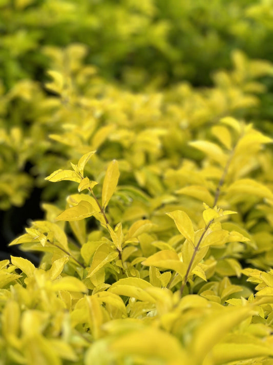 Duranta Gold Mound | Extra Large 3 Gallon Plants | Duranta Erecta 'Gold Mound' | Vibrant Foliage | Landscape Accent