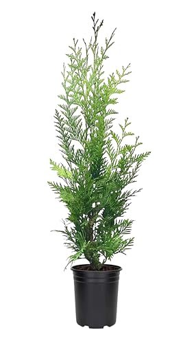 Thuja Green Giant | 1 Live Quart Size Plant | Thuja standishii x plicata | Fast Growing Privacy Plants | Evergreen Screening Tree