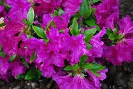 Azalea Purple Formosa | Extra Large 3 Gallon Plant | Vibrant & Lush, Large Purple Blooms, Hardy & Adaptable Shrub for Landscapes, Gardens, or Containers, Low|Maintenance