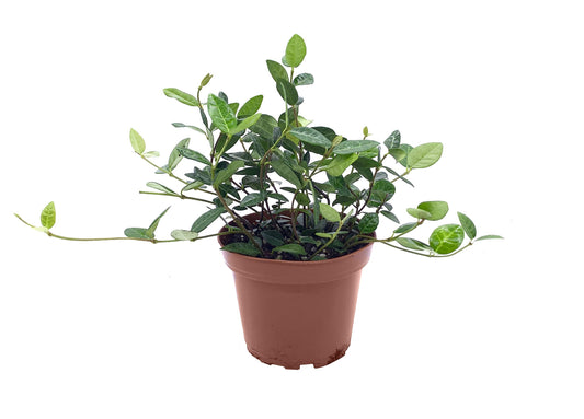 Asiatic Jasmine Minima | Live 4 Inch Plants | Trachelospermum Asiaticum | Drought Tolerant Cold Hardy Evergreen