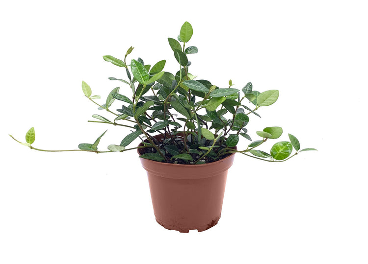 Asiatic Jasmine Minima | Live 4 Inch Plants | Trachelospermum Asiaticum | Drought Tolerant Cold Hardy Evergreen