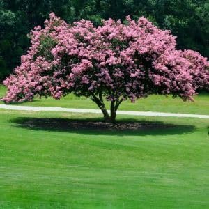 Crape Myrtle Rhapsody in Pink | Extra Large 3 Gallon Plant | Soft Pink Blooms, Live Plant, Elegant Ornamental Shrub for Graceful Garden Displays