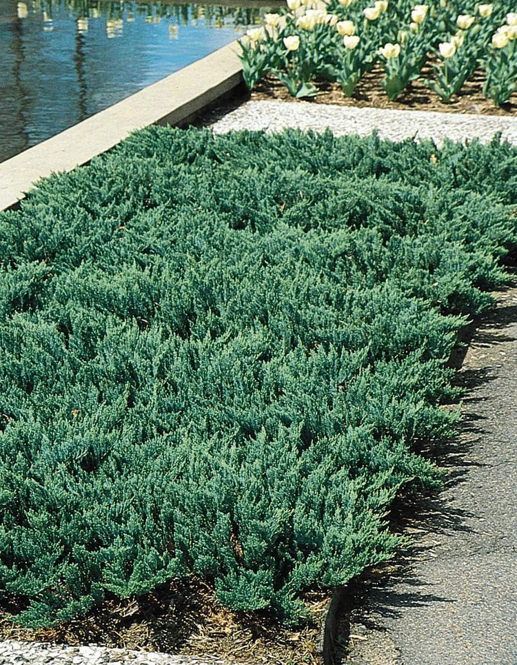 Juniper Blue Chip | Live Plants | Juniperus Horizontalis | Drought Tolerant Cold Hardy Evergreen Ground Cover