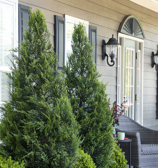 Hetzi Columnar Juniper | Live Plants | Juniperus Chinensis | Evergreen Privacy Barrier