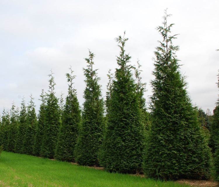 Thuja Plicata 'Green Giant' Arborvitae | Quart Size Plant | Live Evergreen Privacy Tree