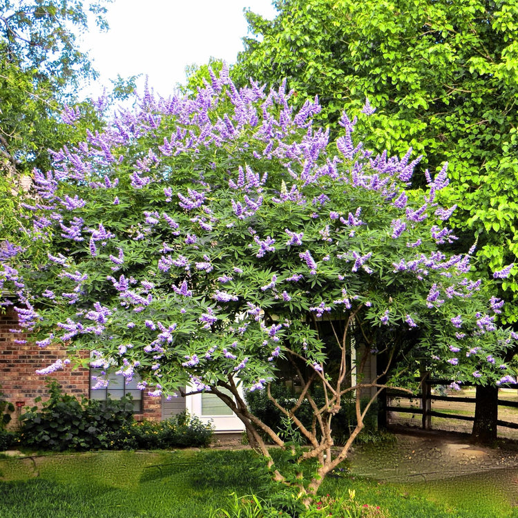 Chaste Tree | Large Gallon Size Pots | Vitex Agnus|Castus | Flowering Ornamental Shrub | Drought|Tolerant Garden Plants