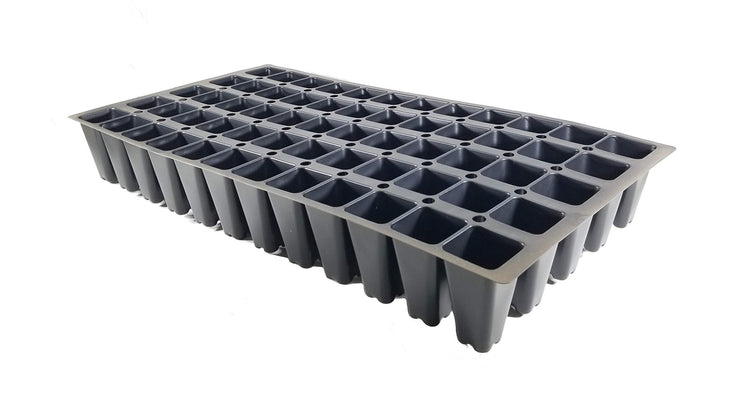 Dwarf Podocarpus Macrophyllus Pringles | Live Plants | Dense Evergreen Low Hedge or Bonsai