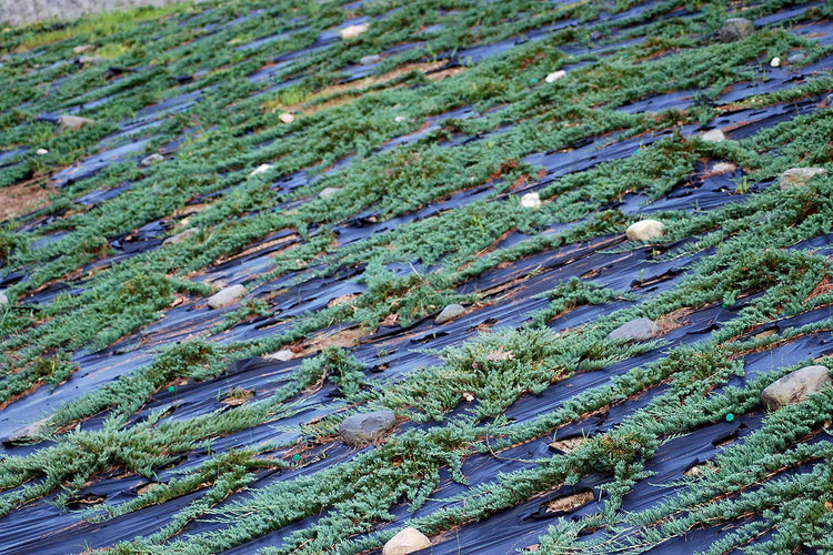 Blue Rug Juniper | Live Gallon Size Plant | Juniperus Horizontalis 'Wiltonii' | Drought Tolerant Cold Hardy Evergreen Groundcover